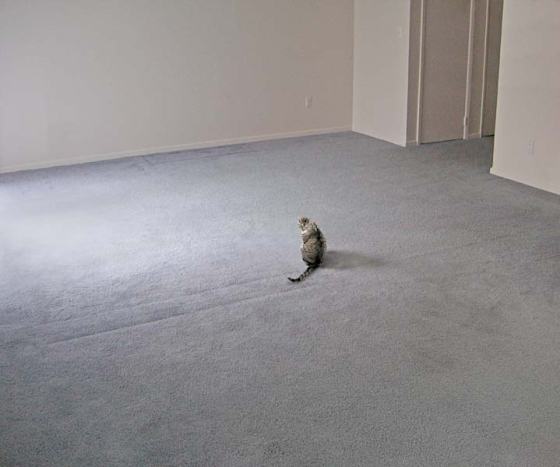 cat in an empty room